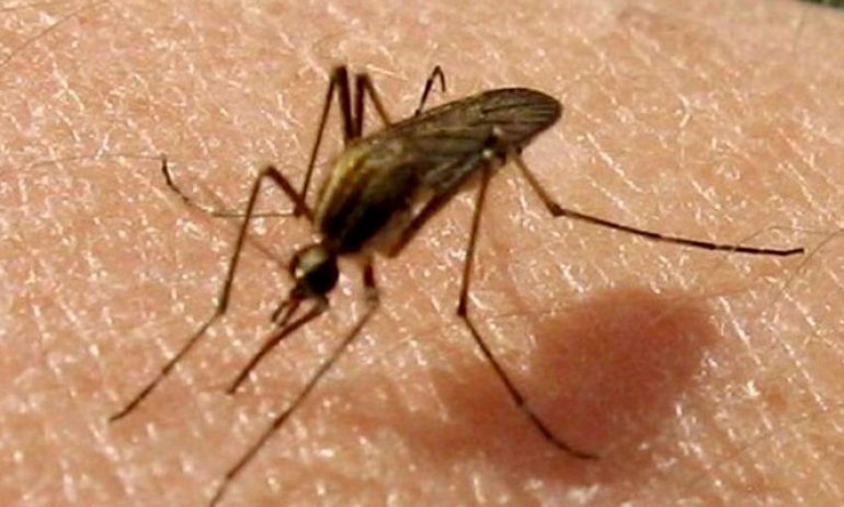 Invasión de mosquitos: seguirá hasta los primeros fríos