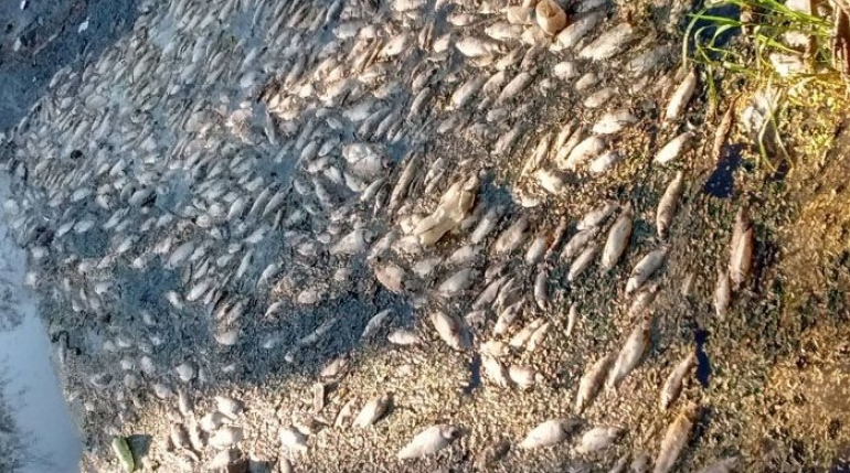 Investigan mortandad de peces en el Río Luján