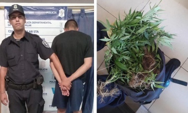 Detienen a dealer y secuestran plantas de marihuana
