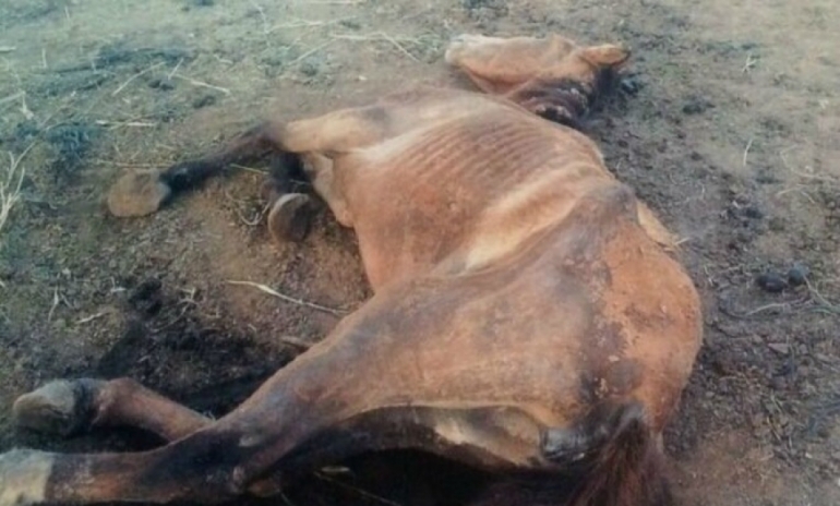 Denuncian que caballos del Ministerio de Seguridad provincial sufrieron dos años de los peores maltratos