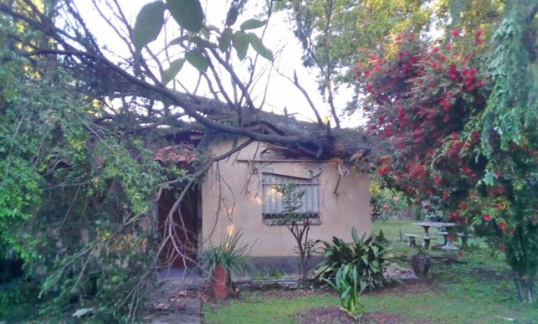 Árbol que cayó por la tormenta destruyó el techo de una casa
