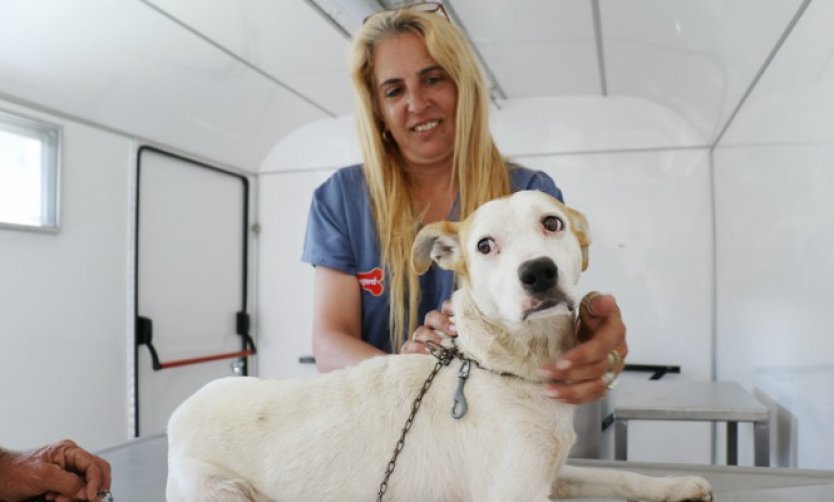 Mascotas: Lanzan una nueva campaña de vacunación antirrábica