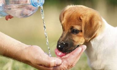 Recomendaciones para el cuidado de los animales ante la ola de calor
