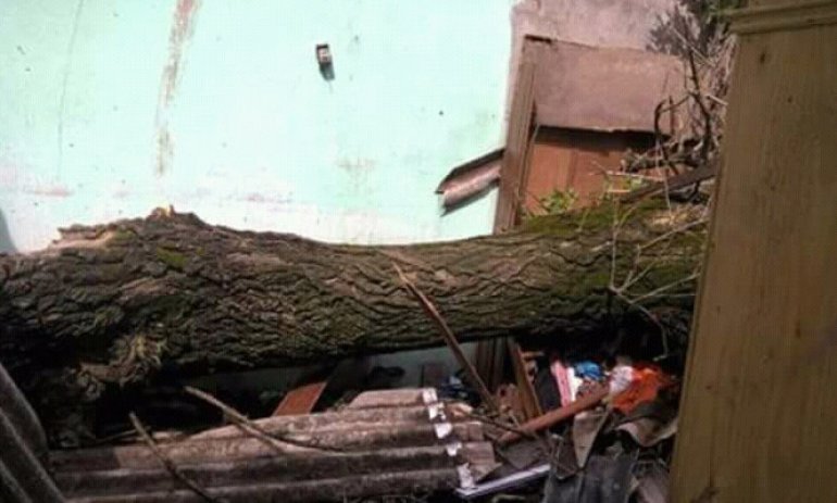 Más de 10 mil hogares sin luz, caída de árboles y postes, el saldo de la tormenta