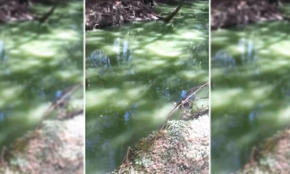 Video: preocupación por el extraño color del agua de un arroyo de Pilar