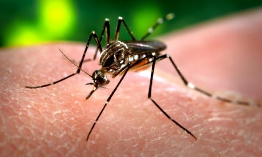 Crecen los casos autóctonos de dengue en la provincia de Buenos Aires