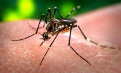 Confirmaron una muerte por dengue y 5.000 casos
