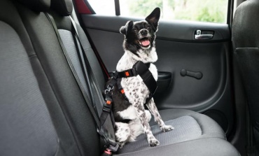 Día del animal: Cómo transportar mascotas en un vehículo