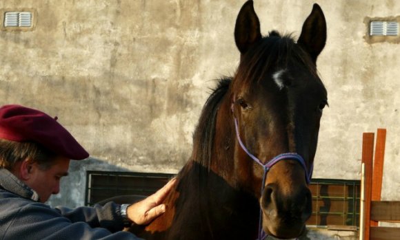 Con la colocación de un chip, el Municipio busca controlar la población de caballos