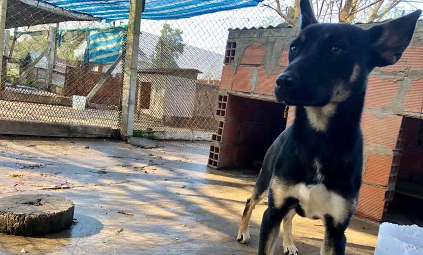 Un refugio pide ayuda para poder brindar asistencia a 200 perros
