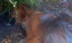 Piden ayuda urgente para atender a un perro gravemente herido en Villa Verde