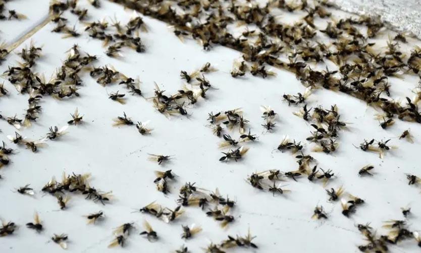 Hormigas voladoras invaden el Área Metropolitana de Buenos Aires