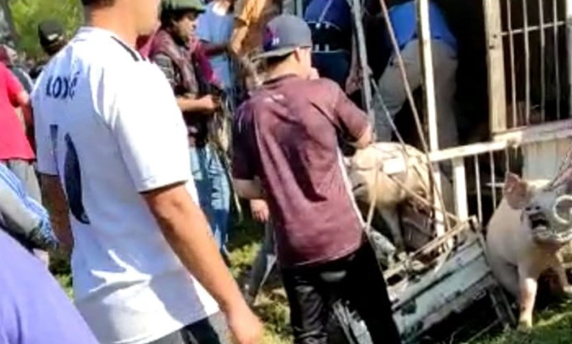 Detienen a 12 personas acusadas de faenar a los cerdos del camión volcado