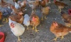 Detectan un caso positivo de gripe aviar en granja de Pilar
