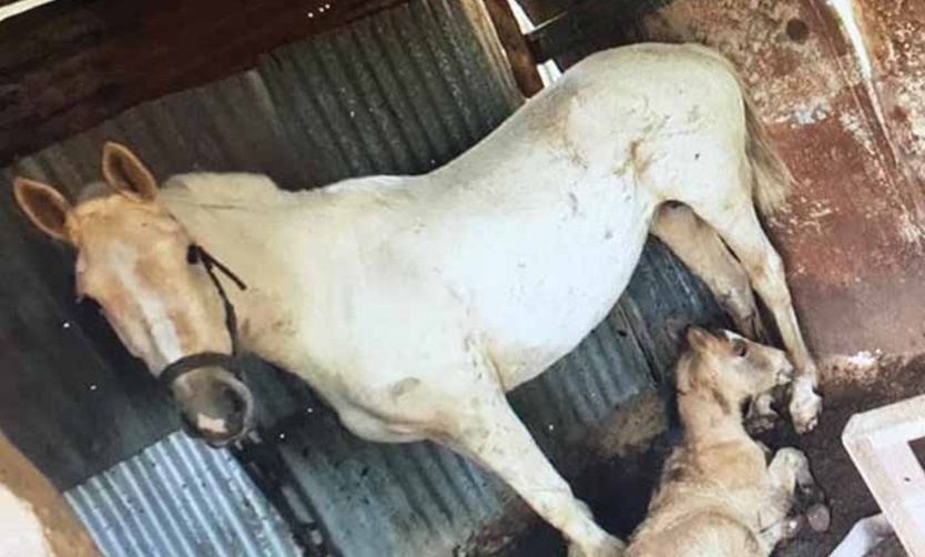 Maltrato animal: rescatan a 18 caballos y detienen a dos personas