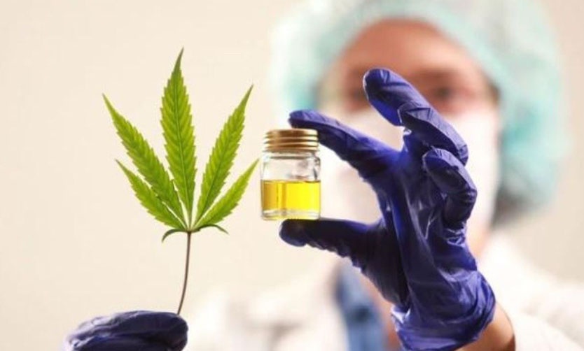 La Universidad Austral estudiará el uso de cannabis medicinal en el tratamiento del dolor