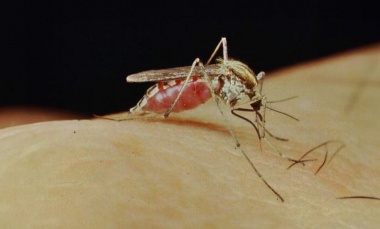 Aseguran que la invasión de mosquitos “ya está en la etapa de disminución”