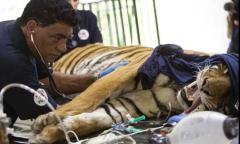 Una ONG al rescate de los animales del ex Zoológico de Luján