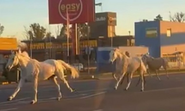 VIDEOS: decenas de caballos sueltos en la Panamericana