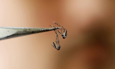 Detectan en el conurbano tres mutaciones de mosquitos del dengue más resistentes a los insecticidas