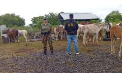 Nuevo detenido en causa por robo de caballos: recuperan 58 equinos