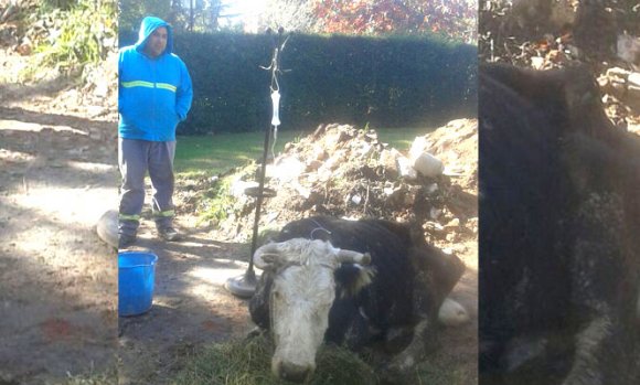 Zoonosis aclara que está atendiendo a una vaca encontrada en la vía pública