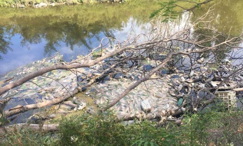 En menos de una semana, vuelven a aparecer peces muertos en el Río Luján