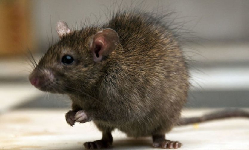 Polémica por la aparición de ratas en una escuela de Pilar