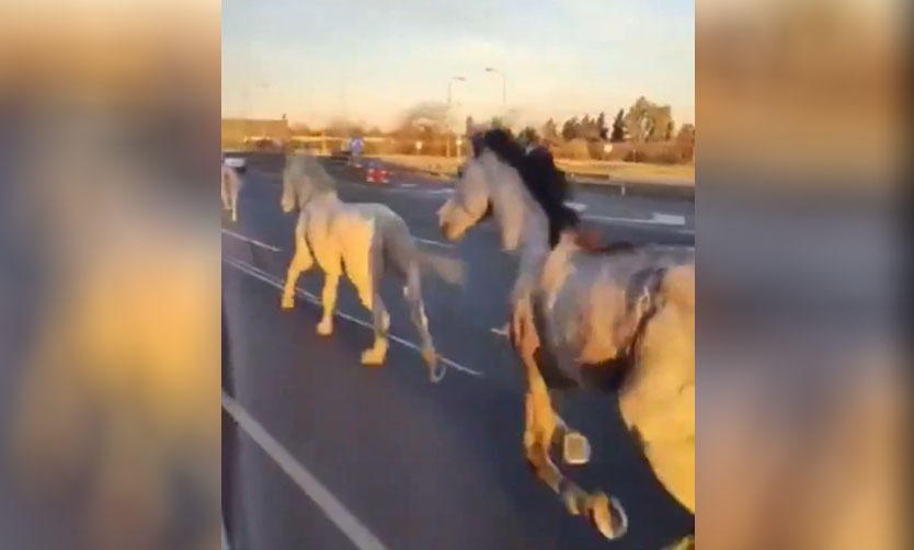 ¿De dónde escaparon los caballos de la Panamericana?