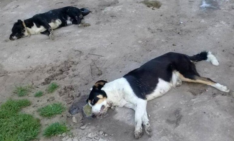 Otra vez matanza contra perros: envenenaron a 7 animales