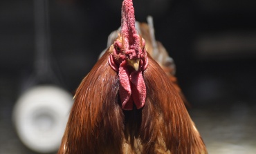 Gripe aviar en Argentina: mueren más de 230 mil aves en diversos establecimientos