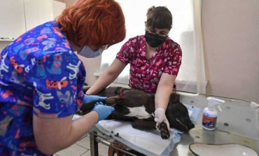 Paran las veterinarias tras el brutal ataque a un profesional