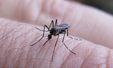 Aumento de casos de Dengue en la provincia