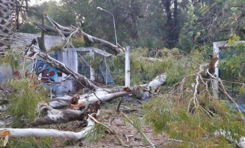 Cayeron postes y un árbol frente a una escuela de Pilar