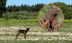 Imágenes sensibles: vecinos de Nordelta denuncian que perros salvajes atacan carpinchos y cazan a sus crías