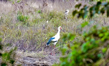 Nueva jornada de avistaje de aves en la Reserva Natural del Pilar
