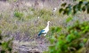 Nueva jornada de avistaje de aves en la Reserva Natural del Pilar